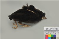 藏品(紅嘴黑鵯)的圖片